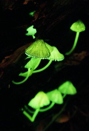 glowing_mushrooms.jpeg