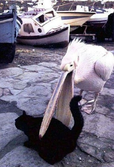 pelican.jpeg