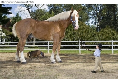 capt0c9b383a7fae4092a5f9bc38d24ef124guinness_world_records_2008_tallest_and_smallest_living_horses_prn8_guiness_world_records_hor_jpg.jpeg