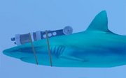 laser-shark.jpg