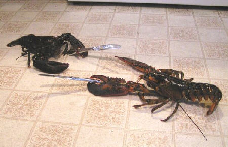 lobsterfightafasd.jpg