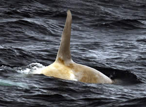 white_whale_orca_alaska.jpg