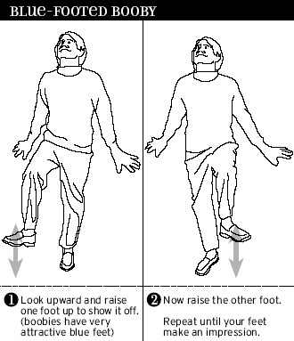 birddance.jpg