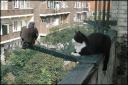 cat_20bird.jpg