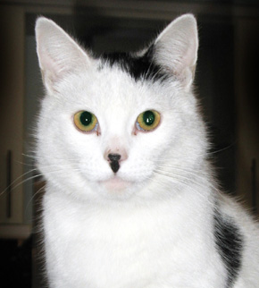 hitlercat235mp.jpeg