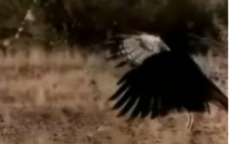 hawksnake.jpg