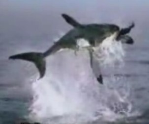 shark.jpg