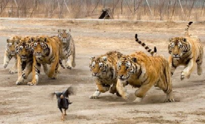 tigers.jpeg