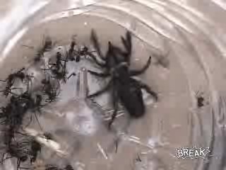 matrixspider.jpg
