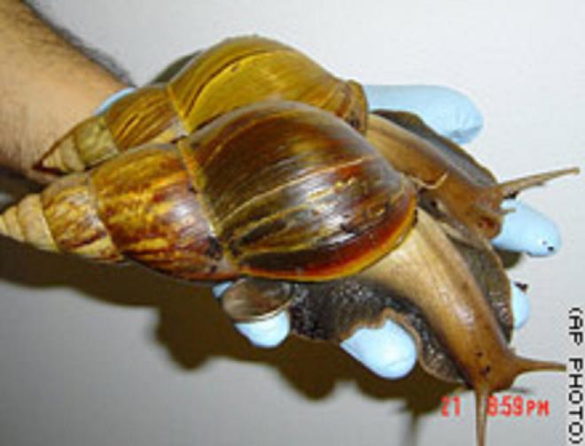 Snails.jpeg