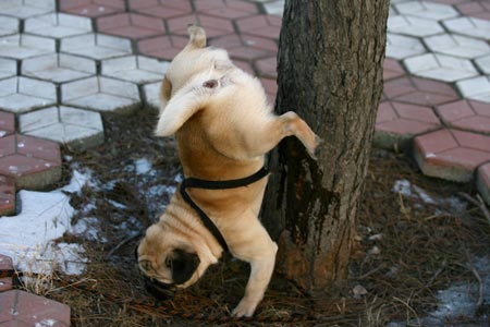 doggysille.jpeg