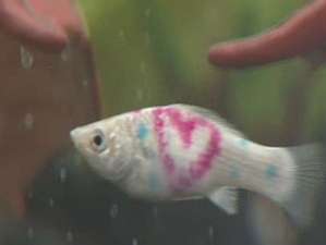 fish.jpeg