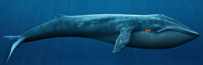 bigwhale.jpg