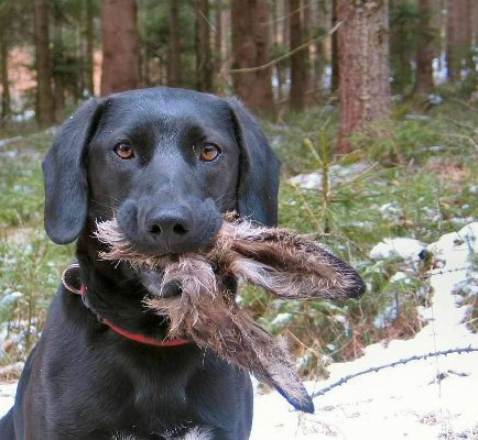 easterfunnydograbbit.jpg