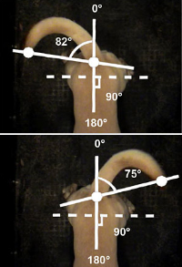 dogtailstudy.jpg