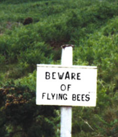 runningbees.jpg