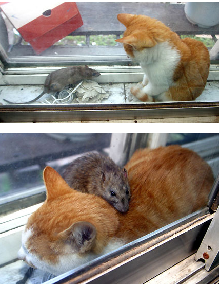 uselesscat.jpg