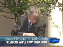 bushbirdpoo.jpeg