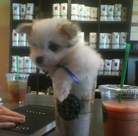 dogstarbuckscup.jpg