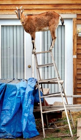 goatladder.jpg
