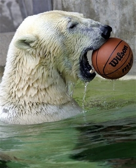 polarbearde104.jpeg