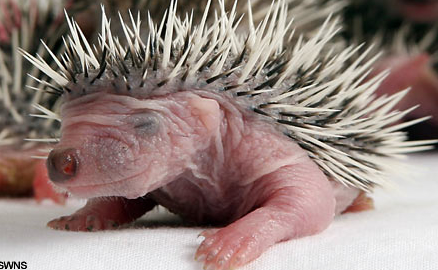 babyheadgehog.jpg