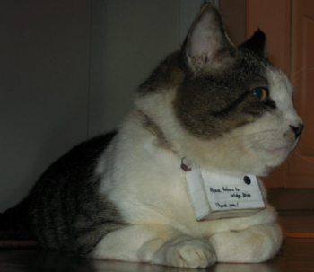 catcamera45.jpg