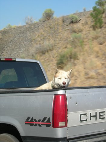 dogginbackoftruckafasfdas.jpg
