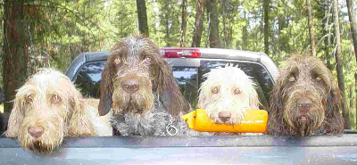dogruck1.jpg