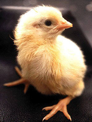 egg19.jpeg