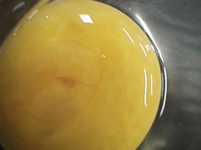 egg3.jpeg