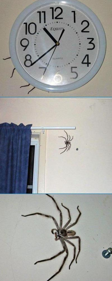 notanitsybitsyspider.jpg