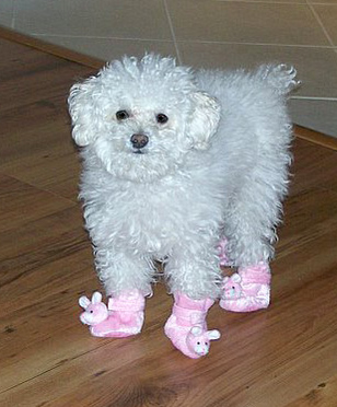 poorpoodles1.jpg