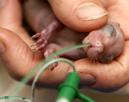 tinypossum.jpg