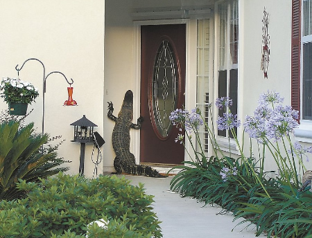 gatorknockknock3.jpg