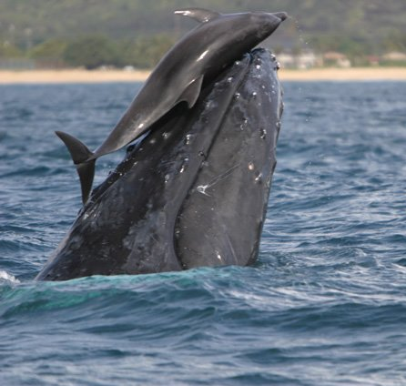 whaledolphinplaydfadas.jpg