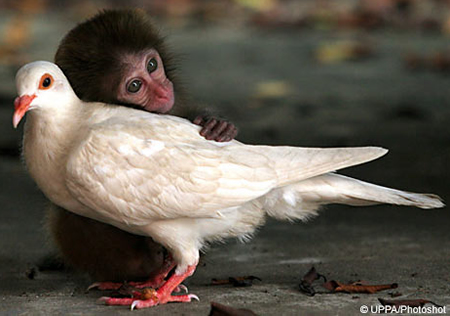 monkeypidgeiondaf1.jpg