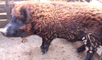 pigfleecedaf.jpg