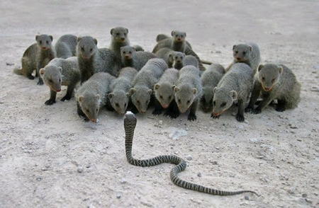 cobramongoosmobasfd.jpg