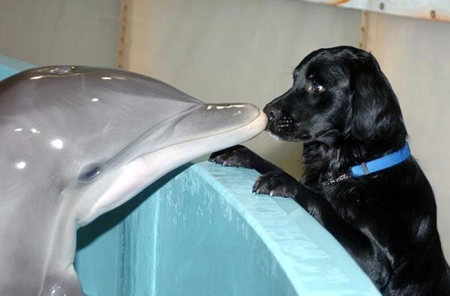 dogdolphincautesadf.jpg