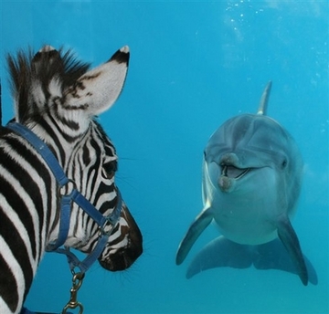 zebra_dolphin_wxs105.jpg