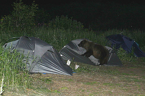 bearcamping.jpg