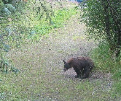 bearcrapwoodsfad.jpg