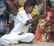 india_man_weds_dog_mas101.jpg
