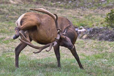 itchmoose.jpg