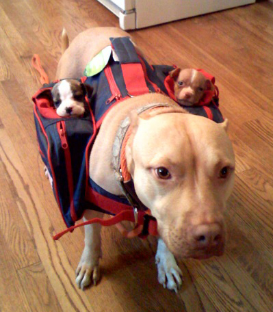 puppytowasfd.jpg