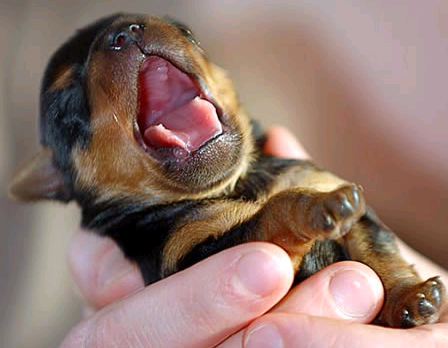 ywnfdog.jpg