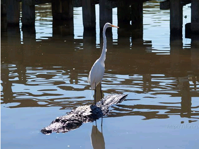 gatorusefdaf1.jpg