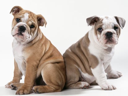 rn_bulldogs_070530_ms.jpg