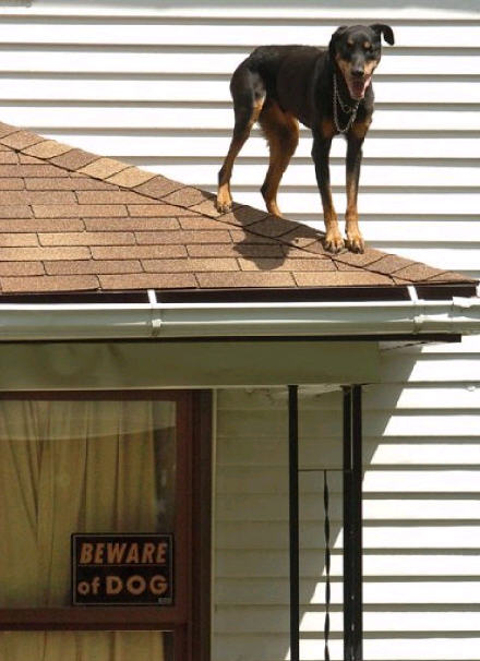 overheaddogfaa.jpg